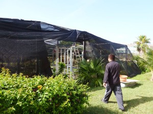 Chef Cruz, off to his garden...