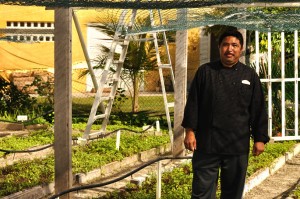 Growing for the kitchen and... the bar, rows of mint.