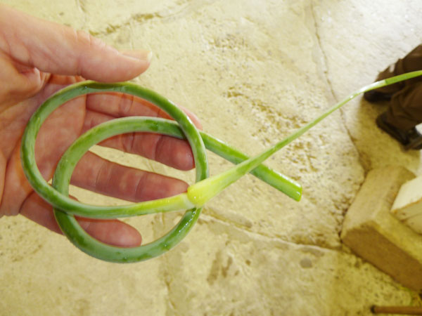 Garlic_Scape_Carp_Garlic_Fest_2010