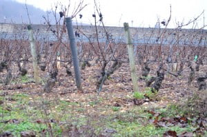 On the vine - Food Gypsy