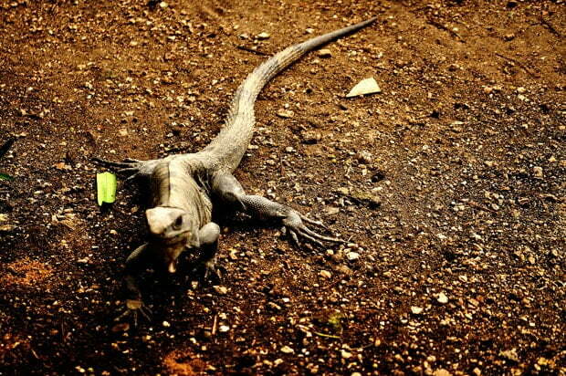 Iguana, Puerto Morelos Mexico - Food Gypsy Iguana, Puerto Morelos Mexico - Food Gypsy