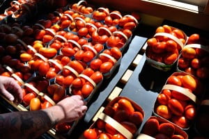 Potager Eardley, Tomatoes - FG