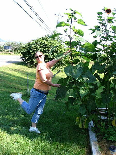 Dragonfly Inn Sunflowers, Food Gypsy
