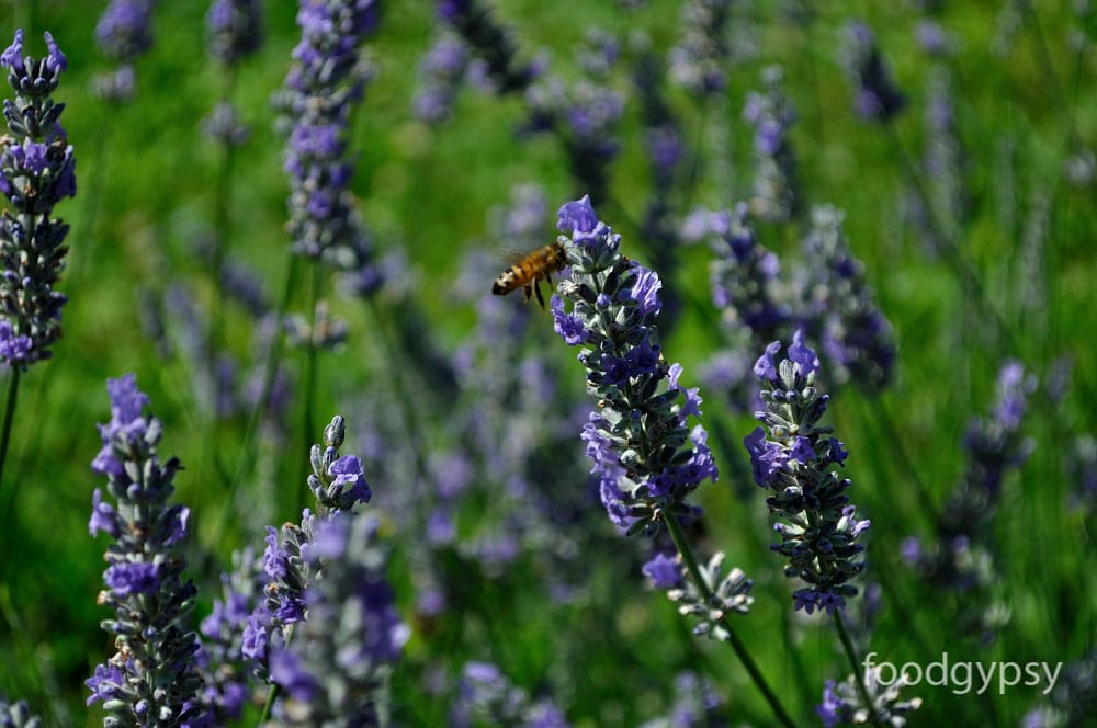 La Maison Lavande, Quebec
